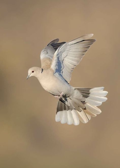 Collared Dove, Wildlife Images, Dove Tattoos, Dove Pigeon, Common Birds, Bird Migration, Dove Bird, Butterfly Drawing, Graphic Design Tips