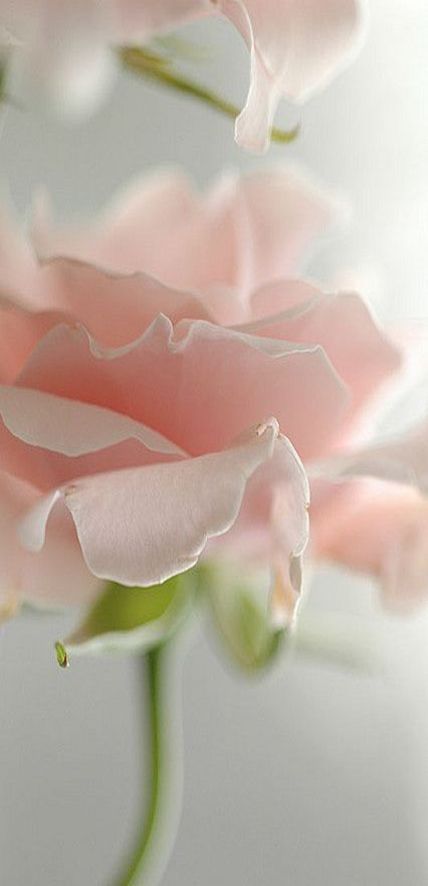 Pale pink rose Rose Belle, Pale Pink Roses, Belle Rose, Rose Pastel, Love Rose, Arte Floral, Flower Beauty, Beautiful Blooms, Rumi