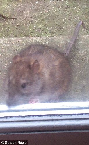 Rat outside home in Belsize Park, London Mall Rats, Rats Wearing Clothes, Vietnam Tunnel Rats, Highway Rat, City Rats, Belsize Park, London Life, Rats, The Outsiders