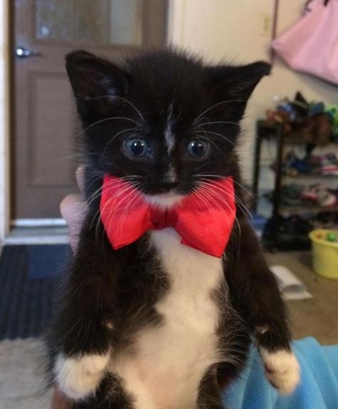 It iz Monday... so here iz some kittens (Gallery) Tuxedo Black, Cat Halloween Costume, Cuddly Animals, Black Kitten, Cute Black Cats, White Cats, Fluffy Animals, Cat Costumes, Silly Cats