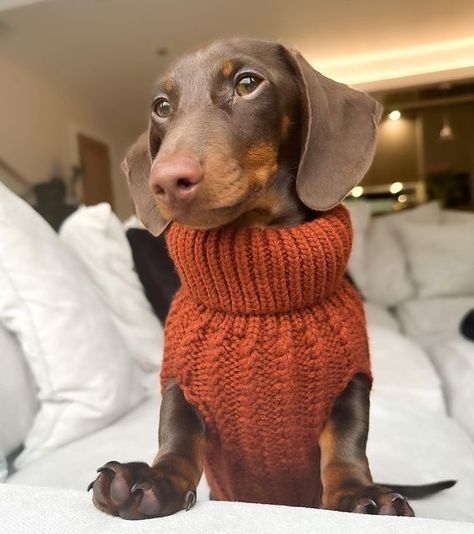 Weiner Dog Sweater, Silver Dapple Dachshund, Dachshund Sweater, Dachshund Puppy Miniature, Miniature Dachshunds, Cutest Dog Ever, Dapple Dachshund, Doxie Dogs, Cute Dog Photos