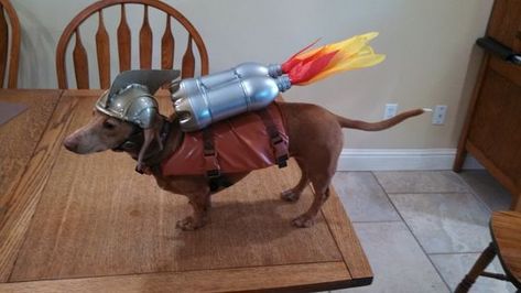 Here are ten dog costumes that are ideal for Dachshunds! Dog Costumes For Halloween, Dachshund Costume, Arte Dachshund, Costumes For Halloween, Dachshund Puppy Miniature, Wiener Dogs, Long Haired Dachshund, Funny Dachshund, Weenie Dogs