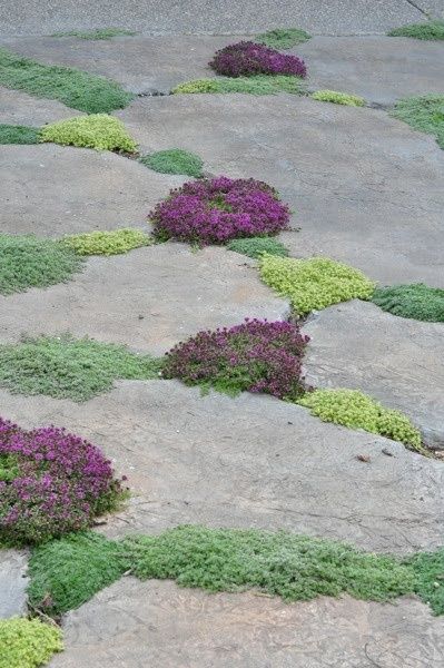 5th and state: Outdoor living space.......part 3 Elfin Thyme, Zen Retreat, Wooly Thyme, Creeping Thyme, Flagstone Patio, Plants Growing, Stone Walkway, Stone Path, Have Inspiration