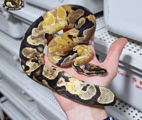 Paradox Ball Python, Caramel Desert, Caramel Deserts, Pet Snakes, Python Regius, Ball Python Morphs, Ball Pythons, Pet Snake, Ball Python