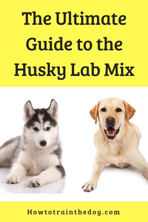 The Ultimate Guide to the Husky Lab Mix (Labsky)  #huskylabmix #huskador #labsky Husky Training Tips, Husky Lab Mix Puppy, Husky Labrador Mix Dogs, Lab Husky Mix Dog, Husky Wolf Mix, Lab Mix Puppies, Friendly Dog Breeds, Baby Huskies, Getting A Kitten