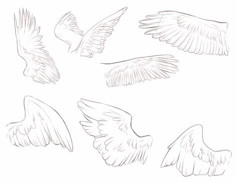 Avian Wings Drawing, Folded Bird Wings Reference, Bird Wings Reference Drawing, Bird Wing Drawing Reference, Angle Wing Drawings, Winged Reference Pose, Wings Covering Face Drawing, Bird Drawing Base, Wings Drawing Side View