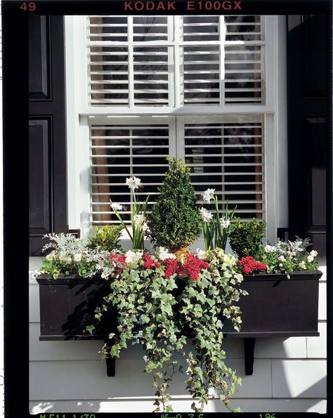 Bulk up your planters with this cold-hardy combo. Then, give the look a festive spin in minutes. Christmas Window Boxes, Winter Window Boxes, Window Box Garden, Window Box Flowers, Balkon Design, Winter Window, Dusty Miller, Garden Windows, Window Boxes