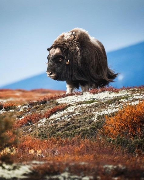 Beautiful Wild Animals, Buffalo Art Print, Viking Aesthetic, North American Animals, Musk Ox, Photo Animaliere, American Animals, Interesting Animals, Majestic Animals