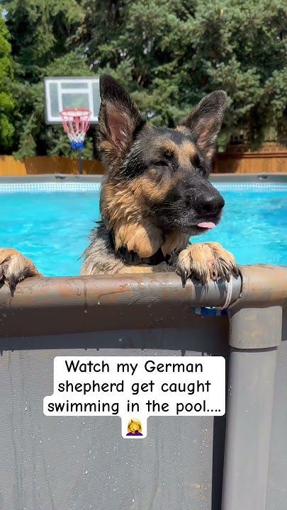 Big German Shepherd, German Shepherd Videos, Black German Shepherd Dog, Black German Shepherd, German Shepherd Puppies, German Shepherd Dogs, Dog Life, German Shepherd, Fur Babies