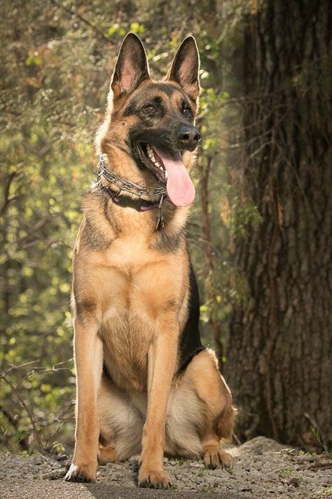 Dogs In Nature, German Shepherd Care, German Shepherd Photography, Baby German Shepherds, Trail Riding Horses, Sheperd Dogs, German Shepherd Photos, German Sheperd Dogs, German Shepherd Pictures