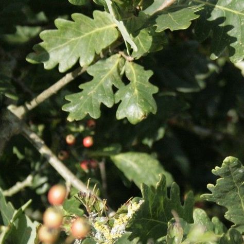 A photograph of the leaves from an english oak tree #photography #nature #naturephotography #englishoak #tree Oak Tree Aesthetic, Oak Tree Photography, English Oak Tree, Tree Aesthetic, Tree Photography, Oak Tree, Photography Nature, Nature Photography, Photographer