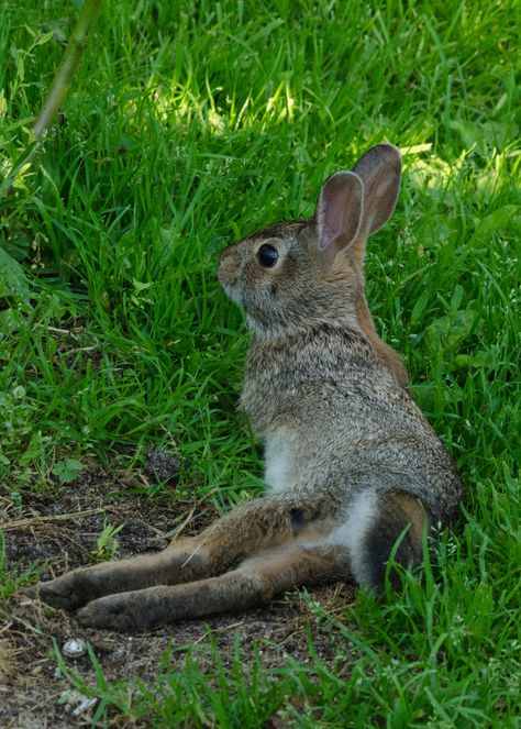 Cotton Tail Rabbit, Cottontail Rabbit, Rabbit Tail, Wild Rabbit, Whitetail Deer, Things Happen, Long Tail, Chipmunks, Amazing Things