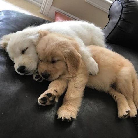 Animal Cuddling, Cute Animals Cuddling, Cute Animals Hugging, Cuddling Animals, Hugging Animals, Cuddle Animals, Dogs In Love, Animals Cuddling, Puppy Hug