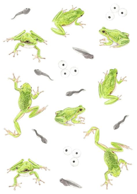 Frosch Illustration, Frog Illustration, Frog Tattoos, Frog Decor, Frog Drawing, Pattern Motif, Illustrations Art, Frog Art, Art Corner