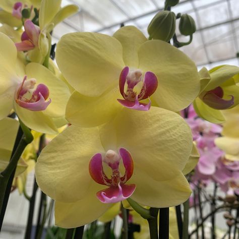 MODENA 🌸
Soft yellow coloured petals with bright cerise centre.

Variety: Modena
Size: large (12cm)
Colour range: yellow

#LoveOrchids #Phalaenopsis #Orchid #plantsbypost Orchid Yellow, Orchid Varieties, Orchid Plant, Exotic Orchids, Phalaenopsis Orchid, Orchid Plants, Soft Yellow, Orchids, Range