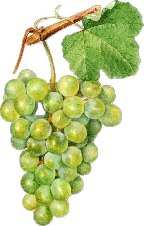 Grapes Illustration, Grape Illustration, Grape Drawing, Grape Painting, Apple Illustration, Free Illustration Images, Vintage Apple, Fruit Illustration, Fruit Painting