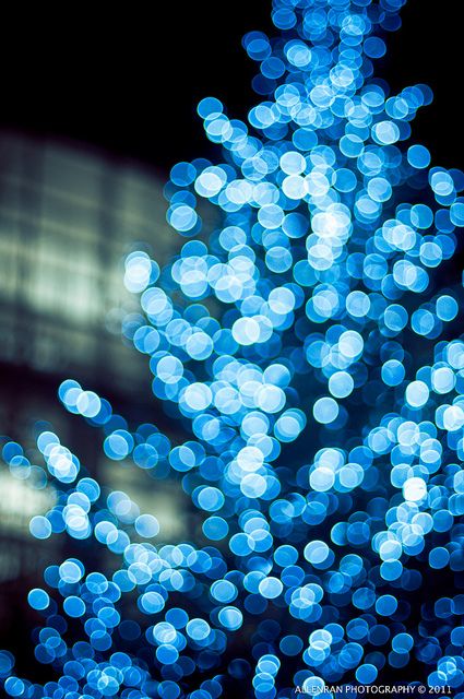 Blue Christmas Tree By allenran 917 Christmas Dog Decor, Blue Christmas Lights, Lights Aesthetic, Blue Lights, Blue Christmas Tree, Christmas Photography, Dog Decor, Christmas Tree Lighting, Blue Christmas