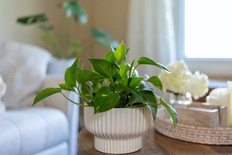 Find out which piece of furniture you shouldn't put your houseplants on. | 10 Things You Should Take Off Your Coffee Table to Declutter Plant On Coffee Table, Coffee Table Plant Decor, Plants For Coffee Table, Table Plants Indoor, Pothos In Water, Coffee Table Plant, Coffee Table Plants, Ivy Plants, Pothos Plant