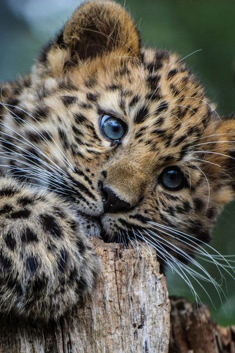 nature: leopard cub Regnul Animal, Leopard Cub, Baby Leopard, Cute Animal Pictures, Animal Planet, Animal Photo, Exotic Pets, Cute Little Animals, Nature Animals