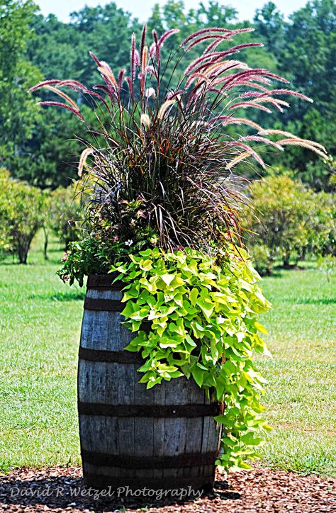 Wine Barrel - Photo by David Wetzel. The Pennisetum and sweet potato vine are classic, never getting old. | FollowPics Sweet Potato Vine, Potato Vines, Garden Vines, Wooden Barrel, Garden Containers, Whiskey Barrel, Wine Barrel, Lawn And Garden, Container Plants