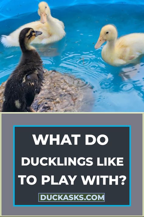 What Do Ducklings Like To Play With Duckling House Diy, Duck Slide Diy, Toys For Ducks Diy, Duckling Habitat, Diy Duck Toys For Ducks, Duck Toys For Coop, Diy Duck Ponds Backyard Simple, Duck Toys For Ducks, Duck Enrichment Ideas