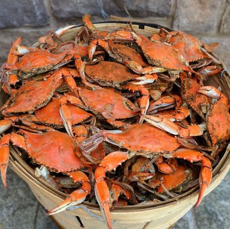 Buy Maryland Blue Crabs Online | Cameron's Seafood Soft Shell Crab Recipe, Fish Batter Recipe, Maryland Blue Crab, Blue Crabs, Maryland Crabs, King Crab Legs, Beer Battered Fish, Crab Art, Dungeness Crab