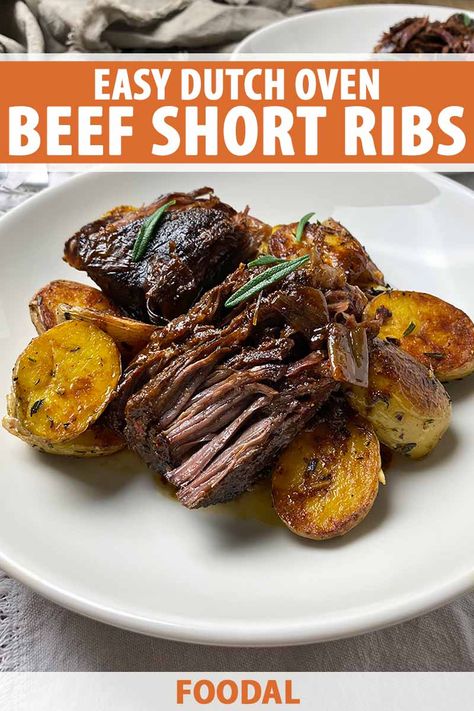 For an unforgettable meat course, learn how to cook our recipe for Dutch oven bone-in short ribs. Braised for hours and hours in an aromatic liquid with balsamic vinegar, soy sauce, beef stock, and fresh rosemary, they are incredibly tender and flavorful. Read more now on Foodal. #dutchovenrecipes #shortribs #foodal Oven Short Ribs Recipe, Dutch Oven Short Ribs, Short Ribs Recipe Oven, Oven Short Ribs, Beef Short Ribs Oven, Short Ribs Dutch Oven, Soy Sauce Beef, Short Ribs Crock Pot, Short Ribs In Oven