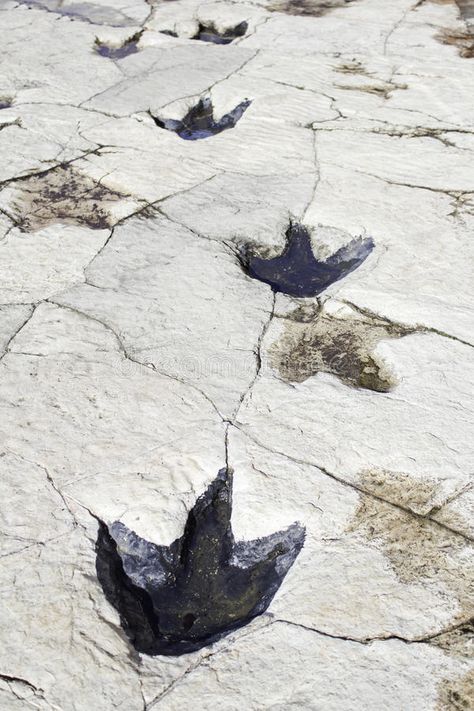 Sneaky crocodile. Lurking crocodile waiting for its bait , #Affiliate, #Lurking, #crocodile, #Sneaky, #href, #bait #ad Dinosaur Footprint, Stone Floor, Stone Flooring, The Stone, Business Card Design, Reptiles, Business Card, Card Design, Design Ideas