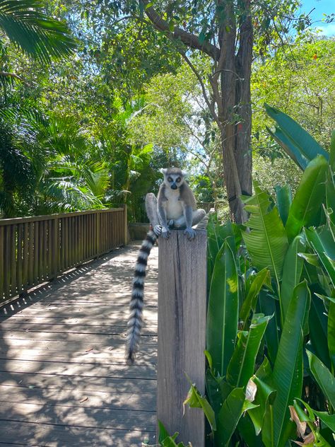 Lemur | animal photography | travel | bucket list | nature | adventure | steve irwins zoo | Lemur Animal, Photography Job, Aussie Summer, Steve Irwin, Photography Jobs, Studying Abroad, Nature Adventure, Gap Year, Photography Travel