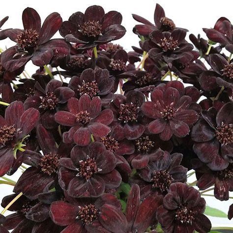 Chocolate Cosmos Flower Aesthetic, Chocolate Cosmos Aesthetic, Chocolate Cosmos Flower, Goth Flowers, Fav Flower, Peach Garden, Chocolate Cosmos, Dark Garden, Goth Garden