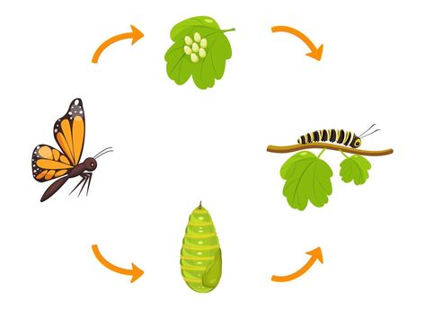 Butterfly life cycle. Transformation of caterpillar from cocoon. Vector illustration of insect metamorphosis infographic Cocoon Illustration, Metamorphosis Butterfly, Butterfly Transformation, Butterfly Metamorphosis, Butterfly Life Cycle, Diy Butterfly, Islamic Cartoon, Life Cycle, The Butterfly