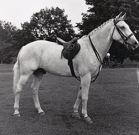 Previously unpublished photo (by George Lynn) of Snowman taken at the Greenway (Madeira School) horse show c 1960 Snowman Horse, Horse Boarding, English Riding, Grey Horse, Hunter Jumper, Horse World, All The Pretty Horses, Breyer Horses, Sport Horse