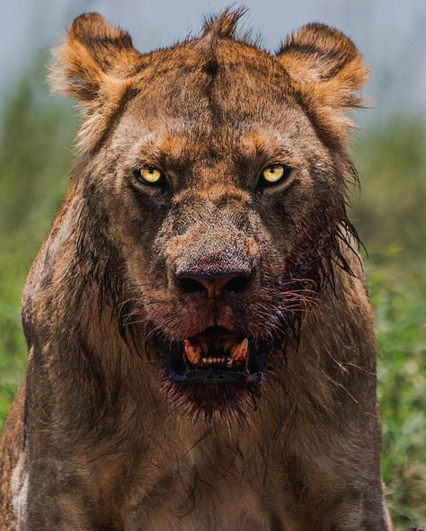 Scary Lion, Macan Kumbang, African Animals Photography, Wild Animals Photography, Lion Photography, Lions Photos, Amazing Animal Pictures, Scary Animals, Wild Animals Pictures