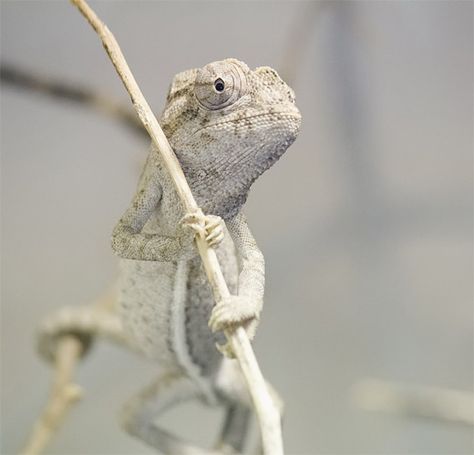 Chameleon Photography, Parsons Chameleon, Veiled Chameleon, Cool Facts, Chameleon Color, Albino Animals, Chameleons, City Pictures, Endangered Animals