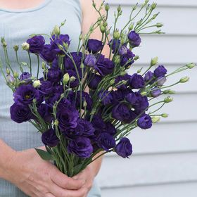 Lisianthus 'Doublini Blue' | Johnny Seeds Blue Lisianthus, Bouquet Garden, Floral Projects, Goth Garden, Seed Pack, Dusty Miller, Cut Flower Garden, Garden Nursery, Bouquet Ideas