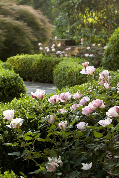 Formal Gardens, Plant Combinations, Romantic Garden, Design Studios, Gorgeous Gardens, Country Gardening, Green Grass, Rose Garden, Dream Garden