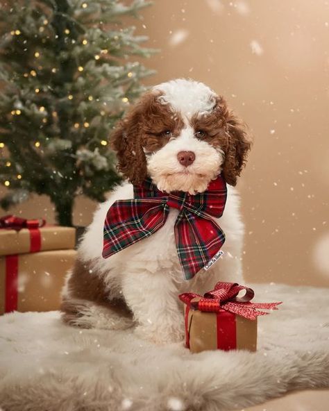 Dog Christmas Photoshoot Ideas, Christmas Puppy Pictures, Dog Letterboard, Dog Laptop Wallpaper, Christmas Puppy Photos, Laptop Wallpaper Christmas, Christmas Dog Photoshoot, Dog Pfps, Letterboard Christmas