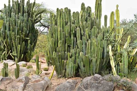 Peruvian Apple Cactus (Cereus repandus): All You Need To Know Peruvian Apple Cactus, Low Water Gardening, Blooming Cactus, Plant Pests, Plant Problems, Plant Diseases, Garden Types, Wildlife Gardening, Plant Combinations