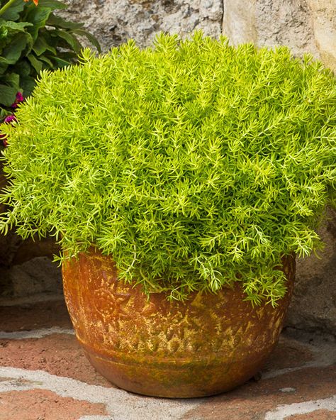 Lemon Coral Sedum, Making Plant Pots, Garden Plant Pots, Patio Pots, Garden Containers, Landscaping Tips, Cactus Y Suculentas, Container Flowers, Succulents Garden