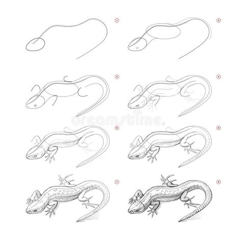 Drawings To Draw, Cartoon Lizard, Animal Sketches Easy, Realistic Animal Drawings, Beginner Drawing Lessons, Education Vector, Easy Animal Drawings, Animal Drawings Sketches, Procreate Ipad Art