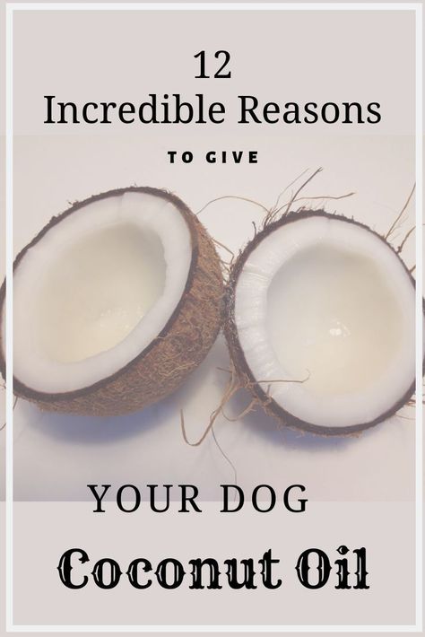 12 Incredible Reasons To Give Your Dog Coconut Oil #CoconutOilForDogs #Dog Health #NaturalDogRemedies #DogDigestion #DogSkin #DogTeeth Dog Coconut Oil, Natural Dog Remedies, Coconut Oil For Dogs, Organic Peanut Butter, Coconut Health Benefits, Oils For Dogs, Kolam Rangoli, Dog Nutrition, Benefits Of Coconut Oil