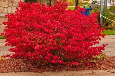 Dwarf Burning Bush : A Compact Fireball for Your Landscape (2024 Guide) Burning Bush Plant, Burning Bush Shrub, Euonymus Alatus Compactus, Euonymus Alatus, Bush Plant, Burning Bush, Pothos Plant, Garden Bulbs, Variegated Plants