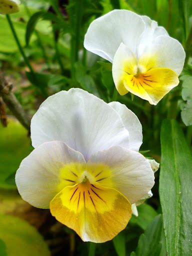 Yellow Pansy Flower, White Pansies, Nail Designs Flower, Yellow Pansies, Yellow Pansy, Nails Flowers, Pansy Flower, Wallpaper Flower, Flower Nail Designs