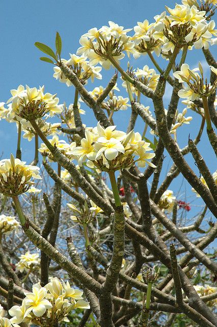 I swear I can smell the plumeria just looking at this picture Plumeria Rubra Tree, Frangipani Garden, Frangipani Tree, Plumeria Tree, Hawaiian Gardens, Med Tech, Plumeria Flowers, Casa Exterior, Unique Trees