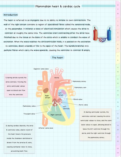 cute aesthetic biology notes Reproduction In Animals Notes, Cardiac Cycle Notes, Aesthetic Biology Notes, Reproduction In Animals, Aesthetic Biology, Biology Topics, Cardiac Cycle, Study Resources, Aesthetic School