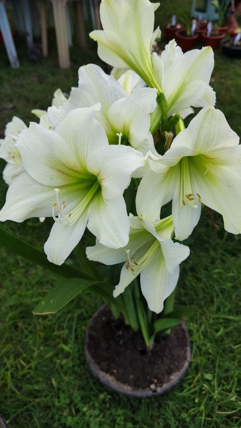 Plant For Indoor, White Amaryllis, Amaryllis Flower, Amaryllis Flowers, Amaryllis Bulbs, Planting Bulbs, Flower Plant, Flower Pictures, Green Flowers