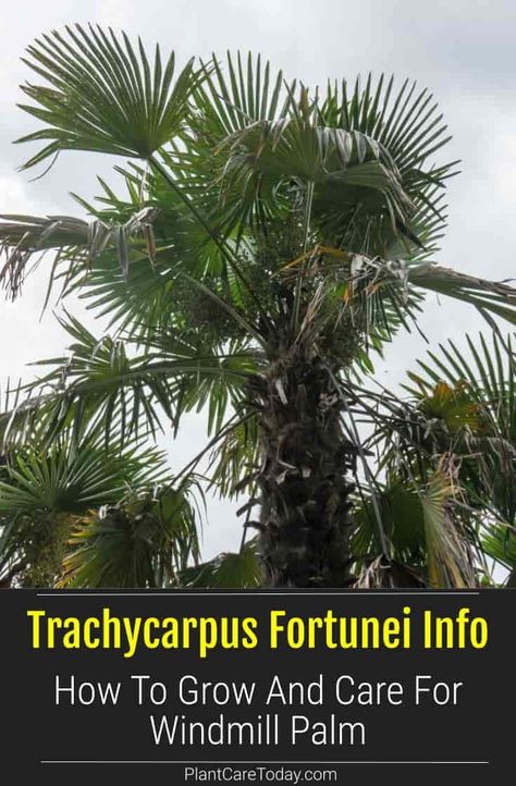 Trachycarpus Fortunei (Windmill Palm) evergreen perennial palm tree, leaflets in rounded fan shape, tall and hardy, low maintenance. [DETAILS] Windmill Palm Tree, Under Deck Patio, Windmill Palm, Cold Hardy Palm Trees, Tropical Gardening, Drought Tolerant Trees, Trees In Pots, Trees Landscaping, Palm Trees Landscaping