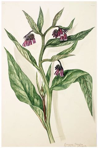 Comfrey Pnw Plants, Herbal Pharmacy, Prunella Vulgaris, Wild Leaves, Plant Tattoos, Plant Biology, Witch Powers, Flowers Field, Botanical Plants