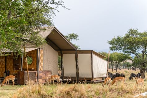 Hosted by Singita Sabora Tented Camp Lodge Bedroom, Tented Camp, Waterfront Apartments, Beach House Bedroom, Uk Beaches, Wildlife Reserve, Chelsea London, Safari Lodge, Transitional House