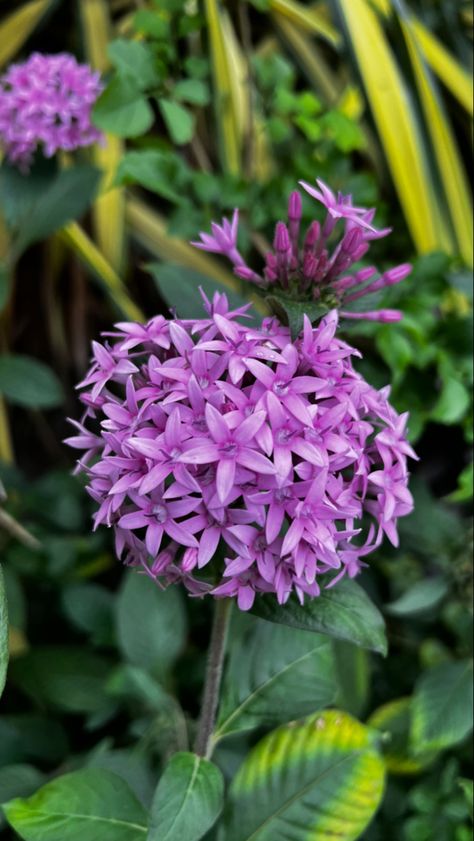 #ixora #flower #purpleflower Ixora Flower, Purple Flower, Natural Wonders, Purple Flowers, Wonder, Purple, Flowers, Photography, Quick Saves